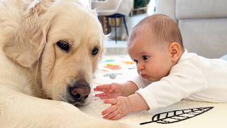 Baby Touches the Golden Retriever — Adorable Reaction screenshot 1