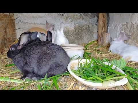 SASHADIVA HAVING GOOD TIME WITH MY RABBITS 🐇🐇🐇🐇