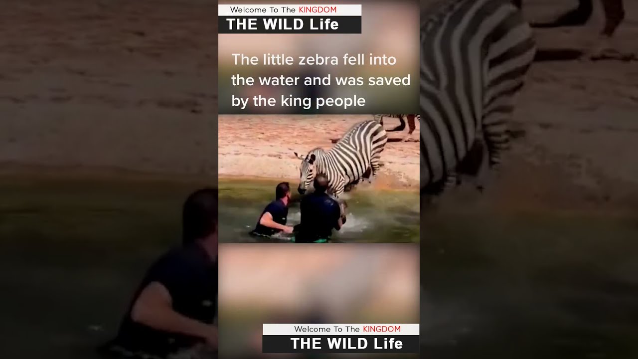 Wildlife Struggle for Existence 