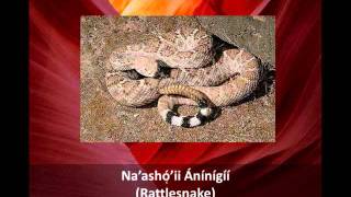 How to Name Animals in the Navajo Language