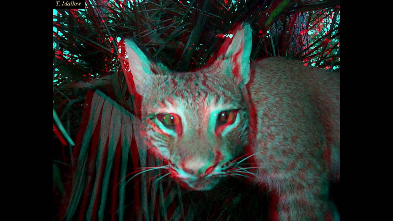 3 Д картинки для очков из кинотеатра