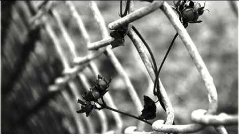 A Cloud Forest - A Part of My Collapse