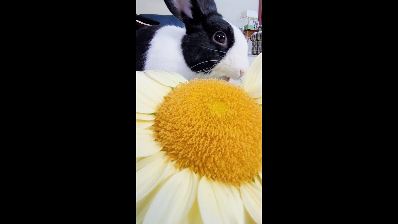 Rabbit destroys sunflower