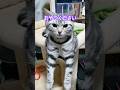 おやつください‼︎ #shorts #猫