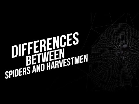 DIFFERENCES BETWEEN SPIDERS AND HARVESTMEN | ANIMAL WORLD
