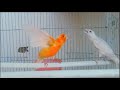 Canary singing : RARO canto canário. Muito bom para o seu mestre canário HD