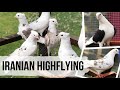 Иранские голуби Армина. Armin&#39;s Iranian pigeons. Scotland. کبوترهای ایرانی آرمین