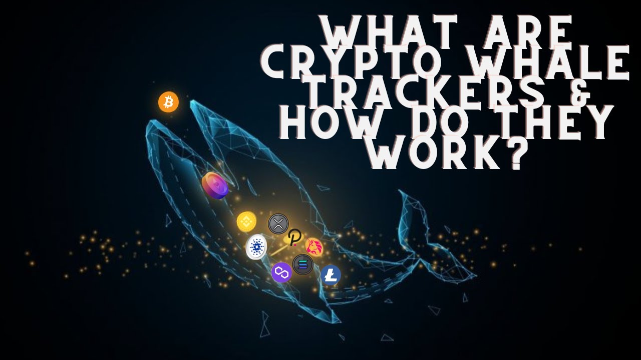 What Are Crypto Whale Trackers And How Do They Work? YouTube