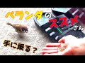 手乗り雀にチャレンジ❢我が家のインコとスズメは仲良しさん シリーズ第1弾