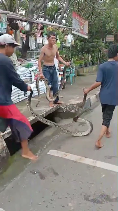 Download lagu akhirnya ketangkep juga dua ekor urer sanca kembang#shortsvideo #shorts