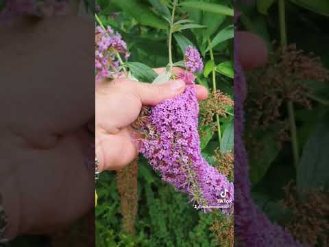 ام كلثوم ياترى ياواحشني بتفكر في مين