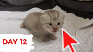 BABY CATS - CUTE AND FUNNY BABY CAT VIDEO (British Shorthair Cat) by Sky Cat 38 views 2 years ago 3 minutes, 1 second