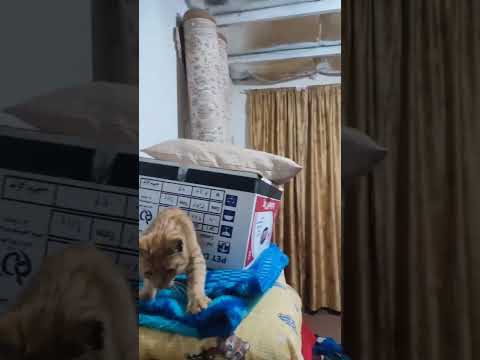 رپ فارسی کلیپ   هیچکس سروش هیچکس پوتک موشک علی داداش کلات مشهد آمریک اروپا تیک تاک کالاف