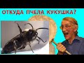 Дикие Пчелы и Пчелы Кукушки: Кто Это? Откуда Пчела Кукушка? Solitary Cuckoo Bees in Ukraine.