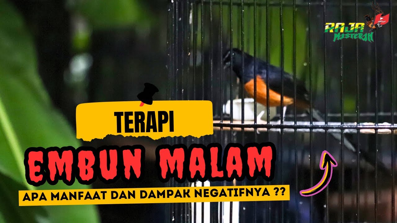 EMBUN MALAM MURAI BATU