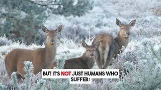 Wildlife Road Safety Awareness