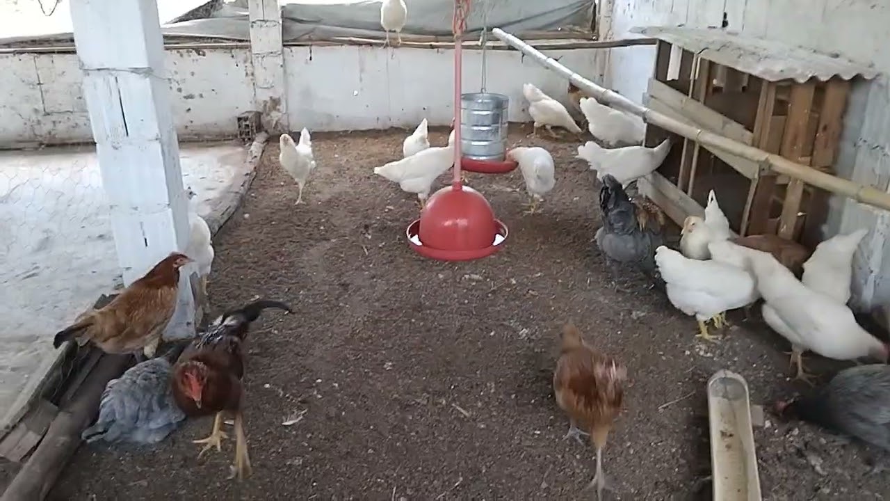 Criação de galinha de postura com 131 dias 