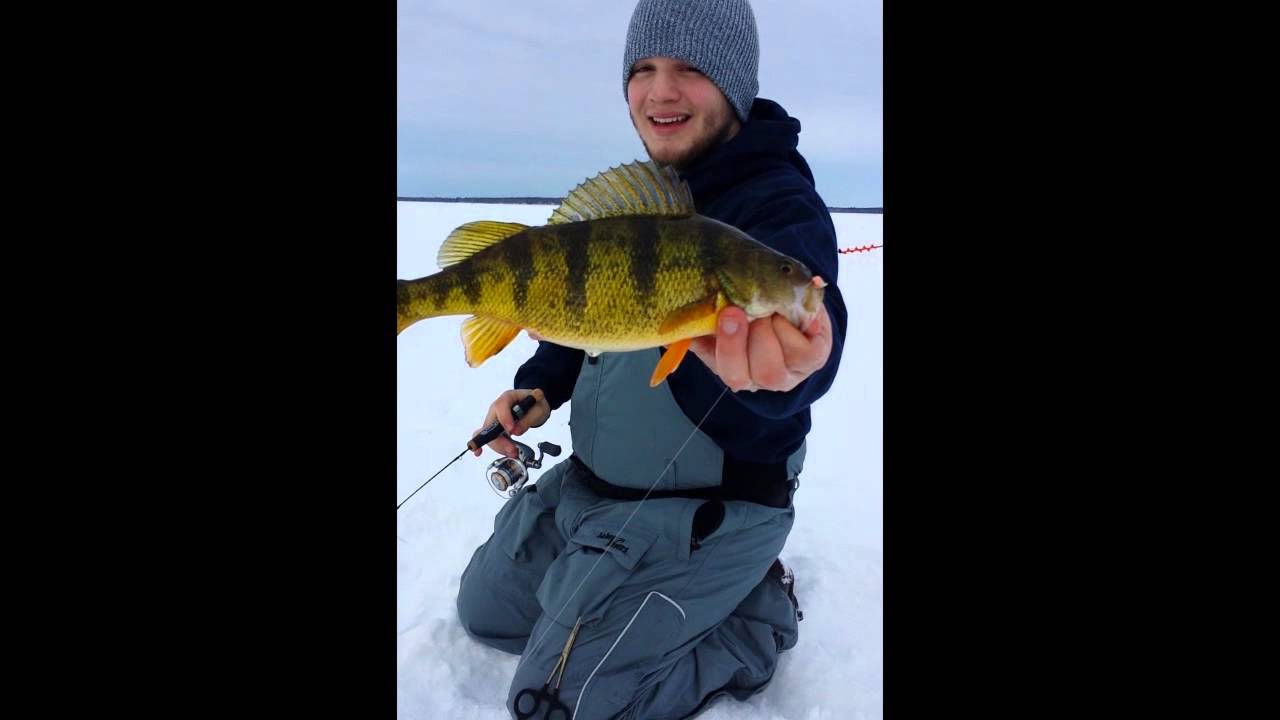 Leech Lake, MN Jumbo Perch (February, 2014) YouTube