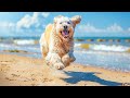 10 HOURS of Dog Calming Music For Dogs🎵💖Sleep dog🎵Healing Music