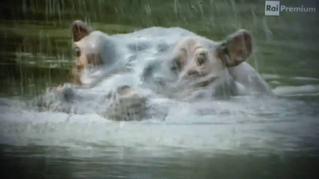 Trailer Rai "Sneezing Baby Panda" YouTube