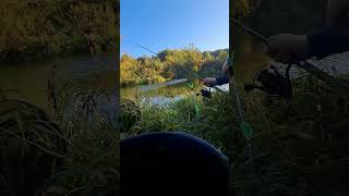 Piękne Branie na żywca! #pikefishing  #pikeattack #rzeka