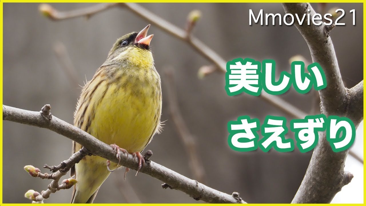 アオジ オス の鳴き声 美しい響きと喉の動き Black Faced Bunting Singing Youtube