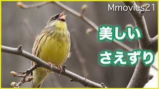 アオジ(オス)の鳴き声 美しい響きと喉の動き Black-faced bunting singing