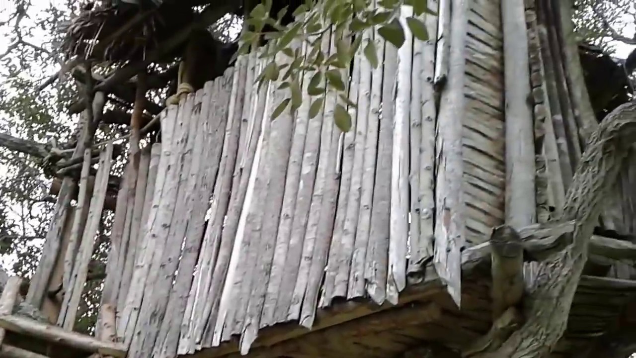 tavinho moura MINHA NOVA MORADA EM CIMA DA ARVORE !!!