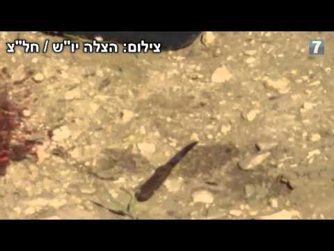 newspaper mockup Stabbing attempt near Hevron; terrorist eliminated