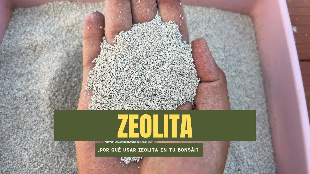 Cómo Usar Zeolita para Mejorar el Crecimiento de tu Bonsái