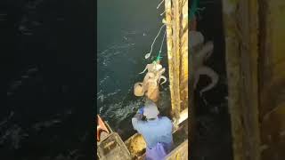 Download Lagu TERBUKTI TERNYATA BEGINI CARA MANCING CUMI BESAR #shorts #mancing #ikan #gofishingindonesia MP3