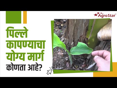केळी पिकात पिल्ले कापण्याची योग्य पद्धत!  - केळी पिकात पिल्ले कापण्याची योग्य पद्धत! 