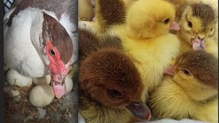 Сколько малышей у плечистой 🐣