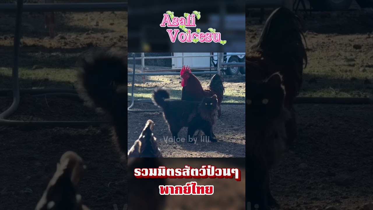 🐦⬛ คนใจแคบบ!!! #cute #cat #fandub #animals #funny #pets #voice #cutecat #พากย์ไทย #funnycats