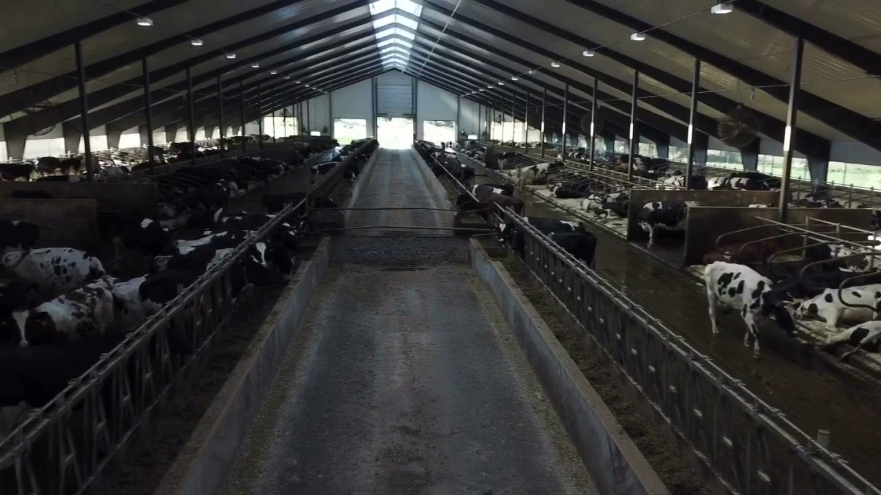 Dairy farm YouTube