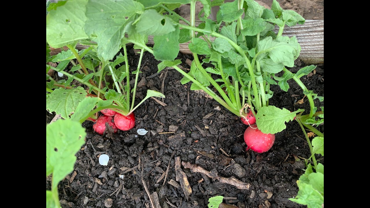 Les avantages des semis multiples