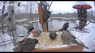 Red-bellied WP clears the patio  Video 2016 04 04 170529