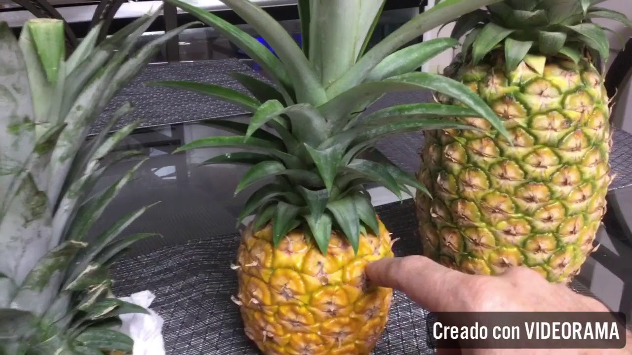 La mejor manera de sembrar piñas 🍍💡👏 - YouTube