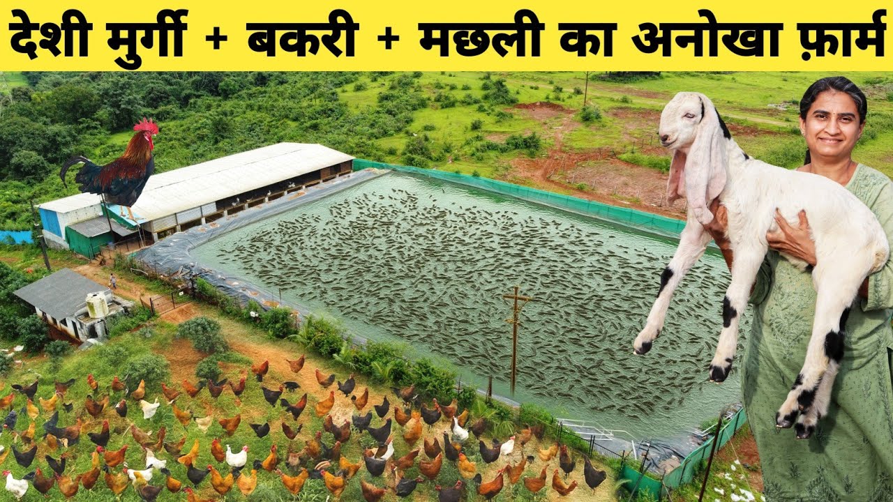 ऐसा गजब का फार्म आपने देखा नहीं होगा | Integrated Farming | Integrated Goat Chicken and Fish Farming