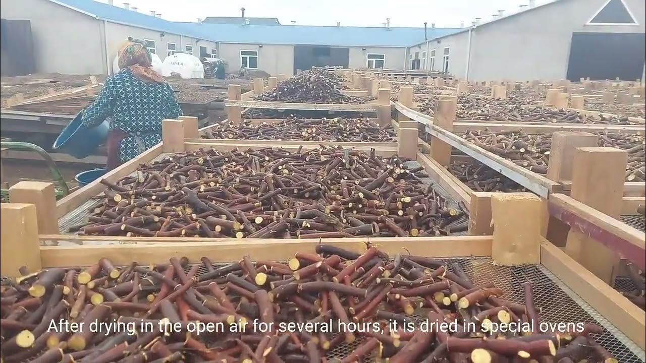 LICOFUL FZE Licorice Root Producing Process.Licorice Root Cutting