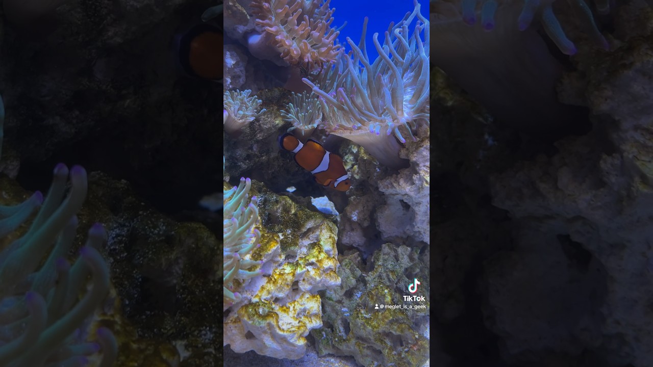 Sobela Ocean Aquarium at the Kansas City Zoo 