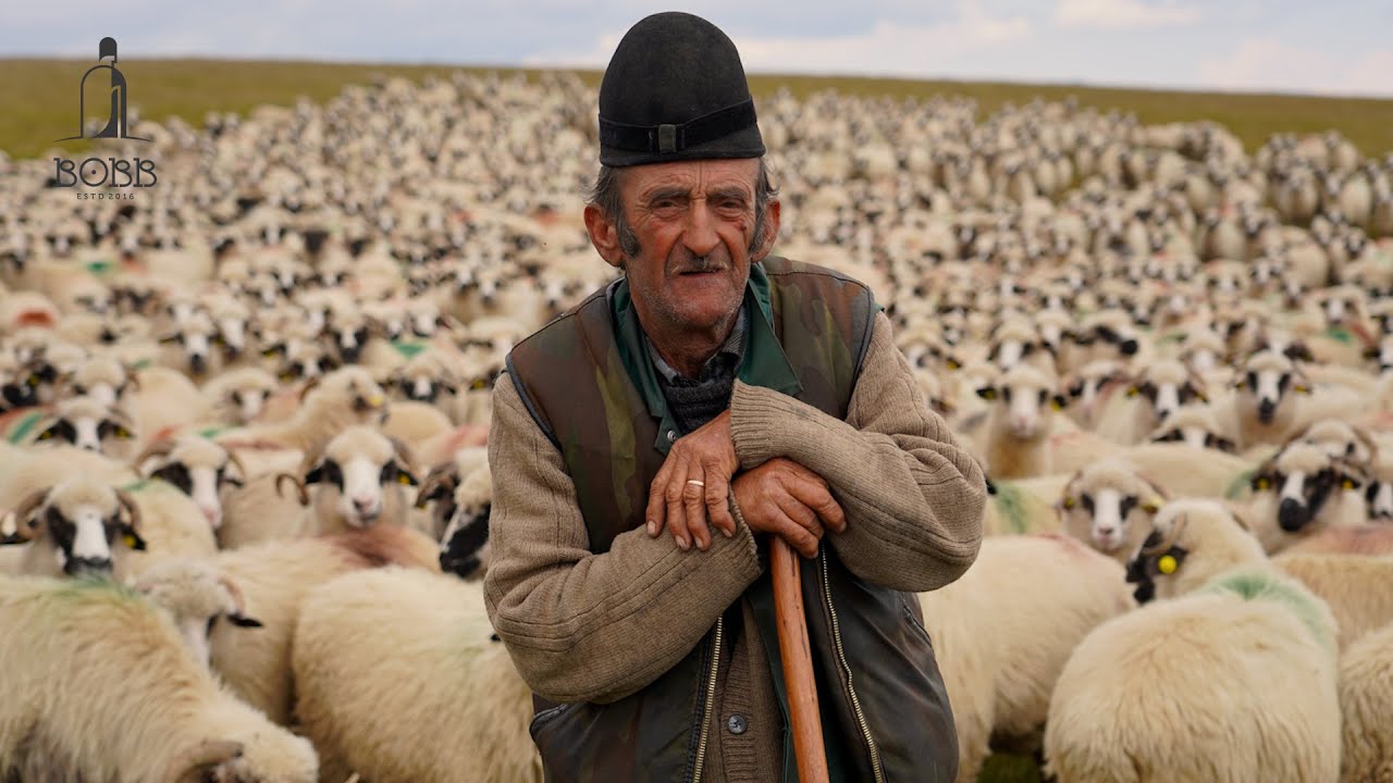 Ion Ciucur la 71 de ani, 1760 de oi și 40 de ierni la drum | Oaia scoate sărăcia din casă