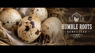 Our first Coturnix Quail eggs are here! Time to get them started. Part 1