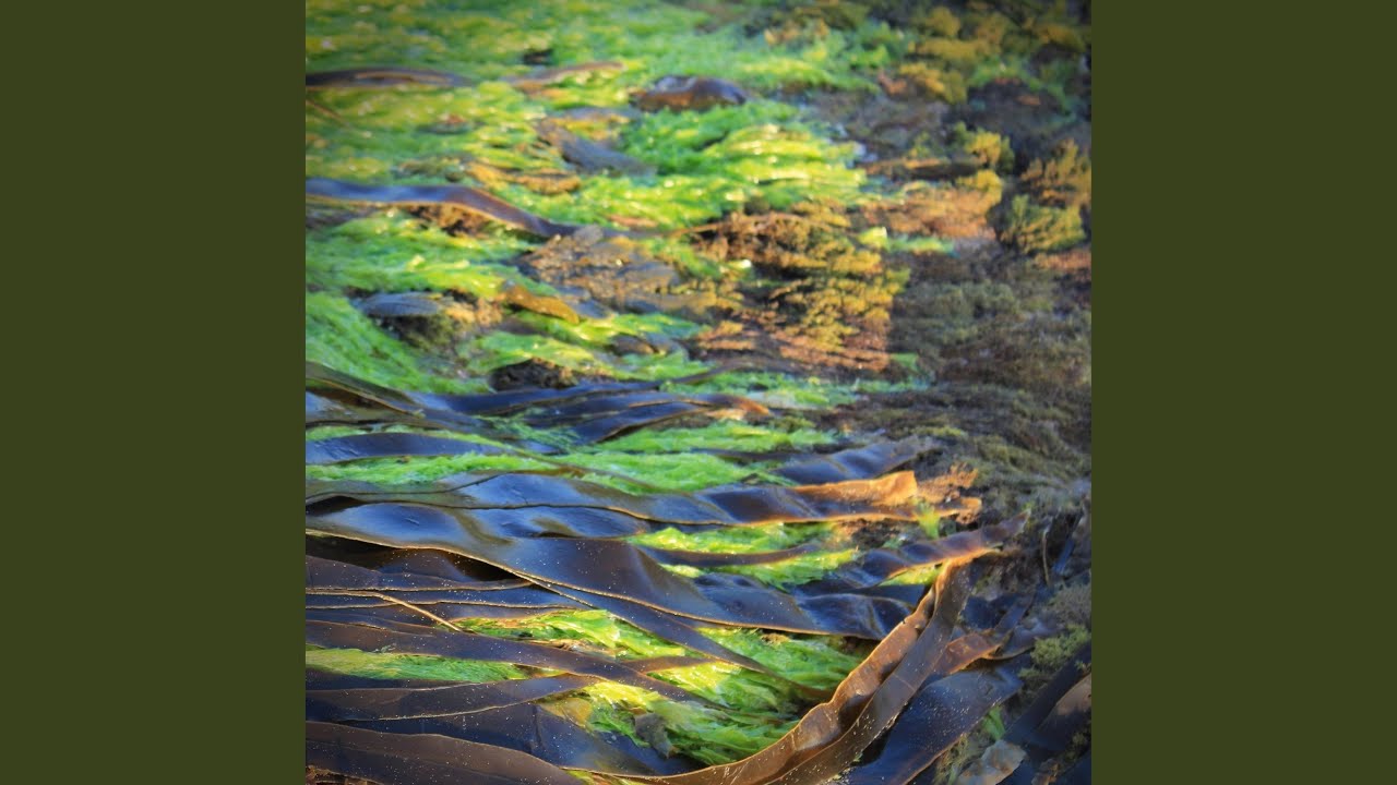 Watch Blooming Algae on YouTube Watch Blooming Algae on YouTube