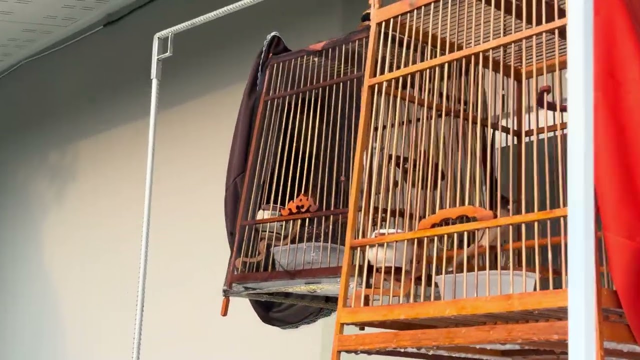 พาชมบรรยากาศตอนเช้า ความสุขคนเลี้ยงนก #กรงบิน #birds #นกกรงหัวจุกเบิ้ลริก 