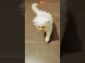 #cat facts# billi🤗 ko❤️ kaise# manaye# shorts #viral #video😻