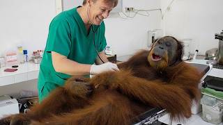 Hilarious Animals Think The Vet Needs a Check up 🤣 Funny Animals Videos 2025