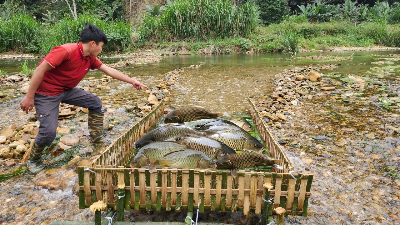 Full video of 90 days of setting traps to catch fish in the stream and catching nearly 100kg of fish