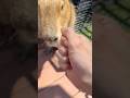 So cute🤝 #cappiness #capybara #capybaracafe
