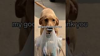 Animals Helping People! #CuteAnimals #AnimalHeroes #viral #shorts